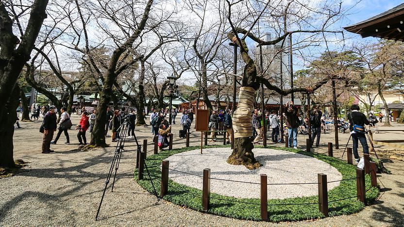 Yasukuni Shrine - Tokyo Travel