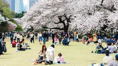 Shinjuku Gyoen - Tokyo Travel