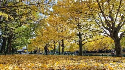 Showa Memorial Park (Showa Kinen Koen) - Tokyo Travel