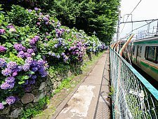 Japanese Hydrangea Ajisai