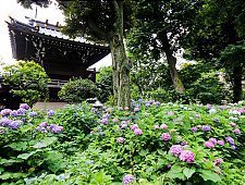 Japanese Hydrangea Ajisai