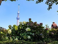 Japanese Hydrangea Ajisai