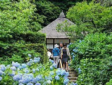 Japanese Hydrangea Ajisai