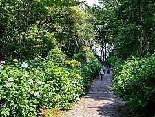 Japanese Hydrangea Ajisai