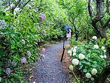 Japanese Hydrangea Ajisai