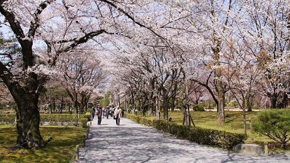 Nijo Castle (Nijojo) - Kyoto Travel