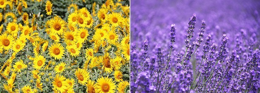 Flowers In Japan