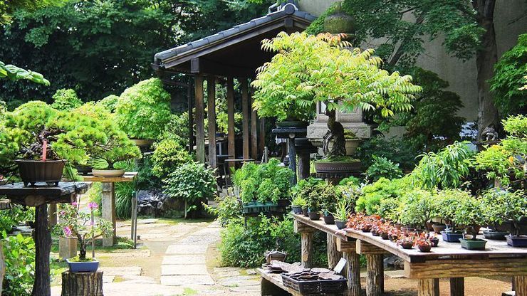 Omiya Bonsai Village - Saitama Travel