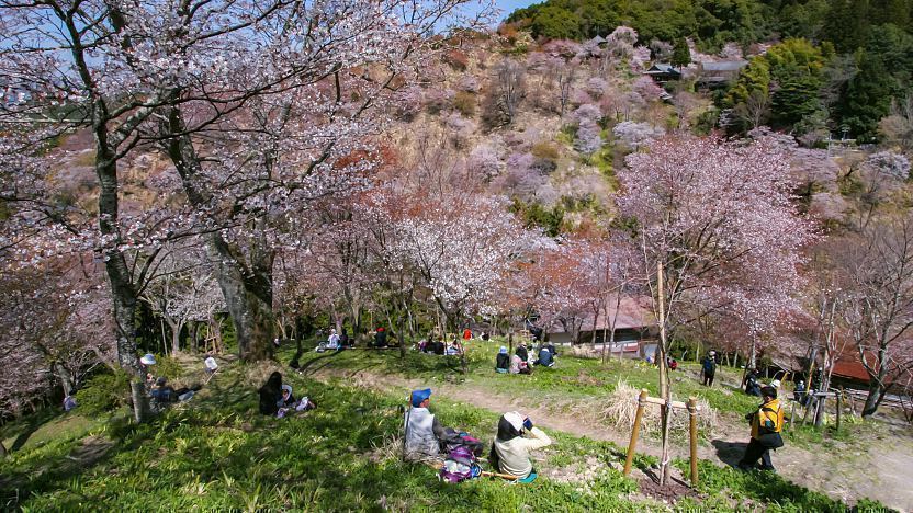 youtube visit japan sakura