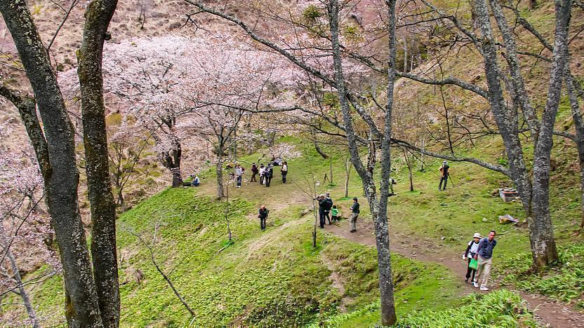 youtube visit japan sakura