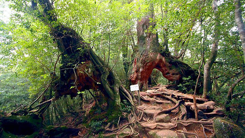 Yakushima Shiratani Unsuikyo