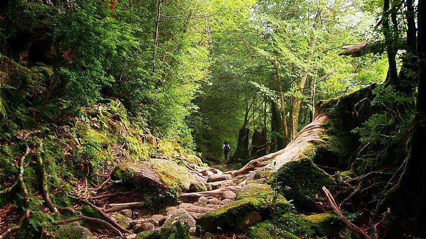 Shiratani Unsuikyo Yakushima Travel