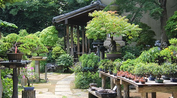 Saitama Travel: Omiya Bonsai Village