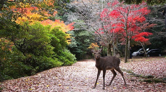 Miyajima Travel Walking Trails