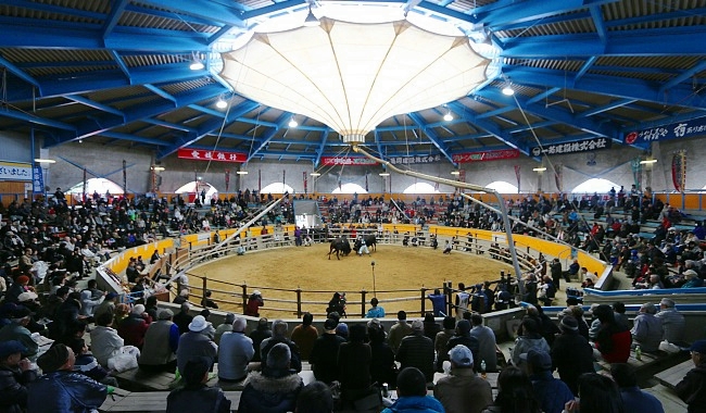 Uwajima Travel: Bull Fighting