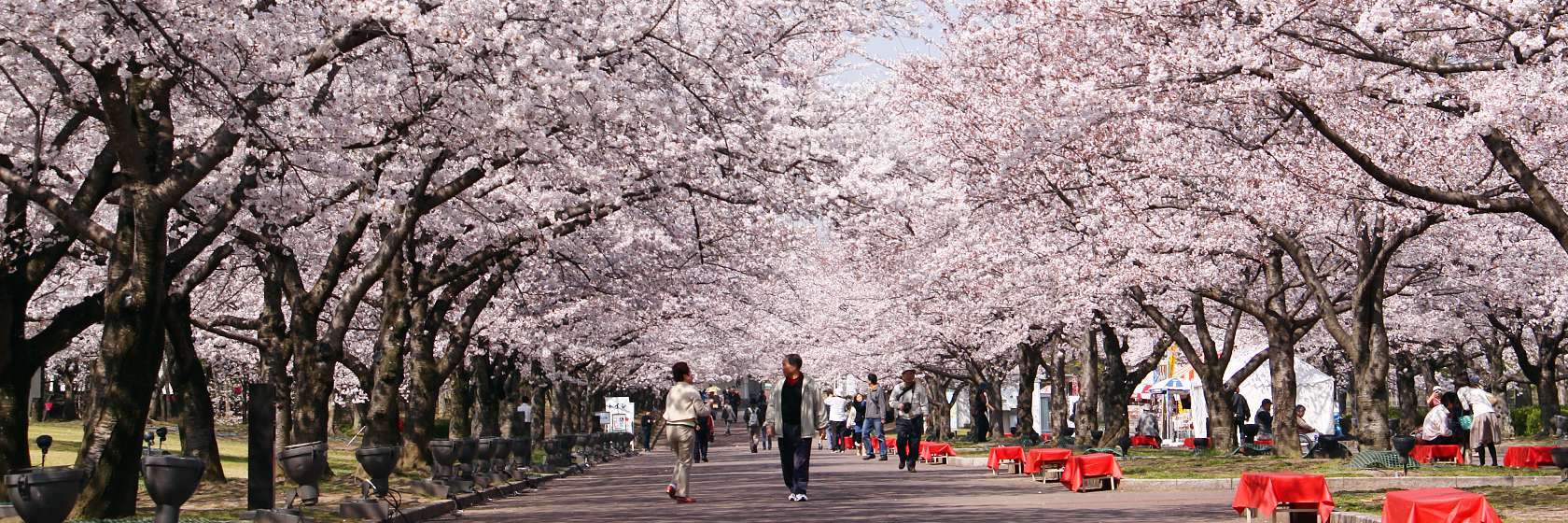 japanese cherry blossom photos